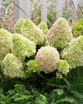 Pikkujapaninhortensia Little Fresco