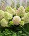 Pikkujapaninhortensia Little Fresco