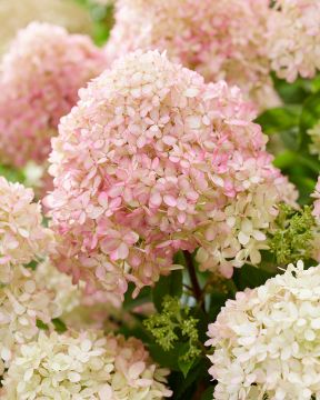 Pikkujapaninhortensia Living Little Love
