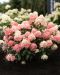 Pikkujapaninhortensia Living Little Love