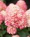 Pikkujapaninhortensia Living Little Love