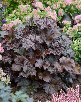 Keijunlumous perenna-asetelma 3 kpl