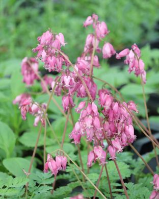 Purppurapikkusydän Luxuriant 3 kpl