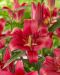 Puulilja Red Desire 5 kpl