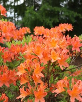 Revontuliatsalea Mandarin Lights 