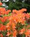 Revontuliatsalea Mandarin Lights 