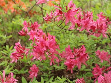 Revontuliatsalea Rosy Lights 