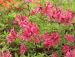 Revontuliatsalea Rosy Lights 