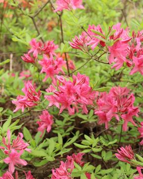 Revontuliatsalea Rosy Lights 