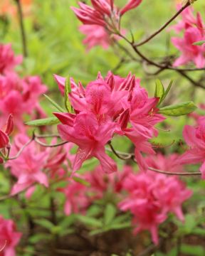 Revontuliatsalea Rosy Lights 
