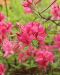 Revontuliatsalea Rosy Lights 