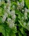 Rönsytiarella 3 kpl