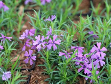 Sammalleimu Purple Beauty 6 kpl