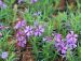 Sammalleimu Purple Beauty 6 kpl