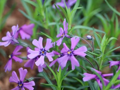 Sammalleimu Purple Beauty 6 kpl