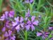 Sammalleimu Purple Beauty 6 kpl