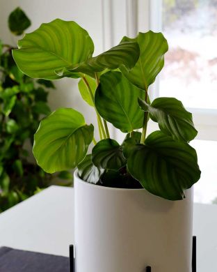 Silkkimaija