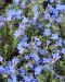 Sinilemmiö Heavenly Blue 3 kpl