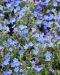 Sinilemmiö Heavenly Blue 3 kpl