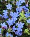 Sinilemmiö Heavenly Blue 3 kpl
