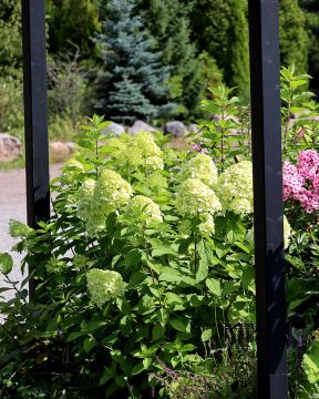 Syreenihortensia Limelight
