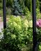 Syreenihortensia Limelight