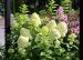 Syreenihortensia Limelight