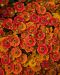 Syyshohdekukka Autumn Fire 3 kpl