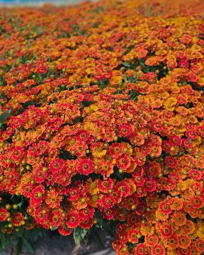 Syyshohdekukka Autumn Fire 3 kpl