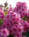 Syysleimu Jeff's Pink 5 kpl