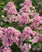 Syysleimu Orchid Yellow 3 kpl