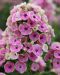 Syysleimu Orchid Yellow 3 kpl