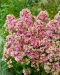 Syysleimu Orchid Yellow 3 kpl