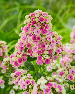 Syysleimu Orchid Yellow 3 kpl