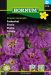 Isotsinnia Dream Lavender