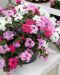 Verbena-amppeli Lascar mix