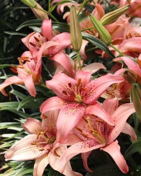 Värililja Morpho Pink 5 kpl